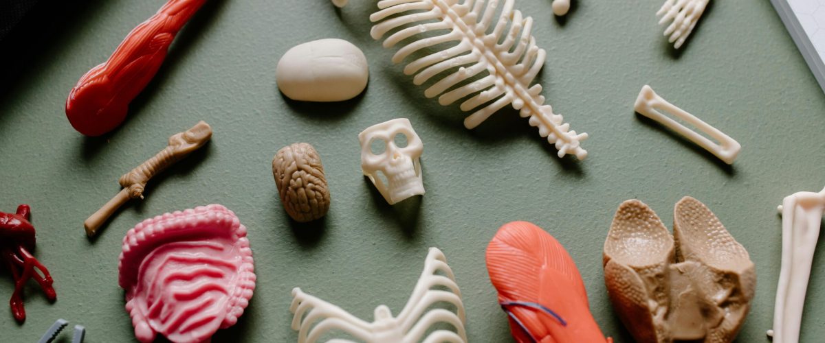 Microbiota intestinal e lipedema: o que o intestino tem a ver com seus sintomas?